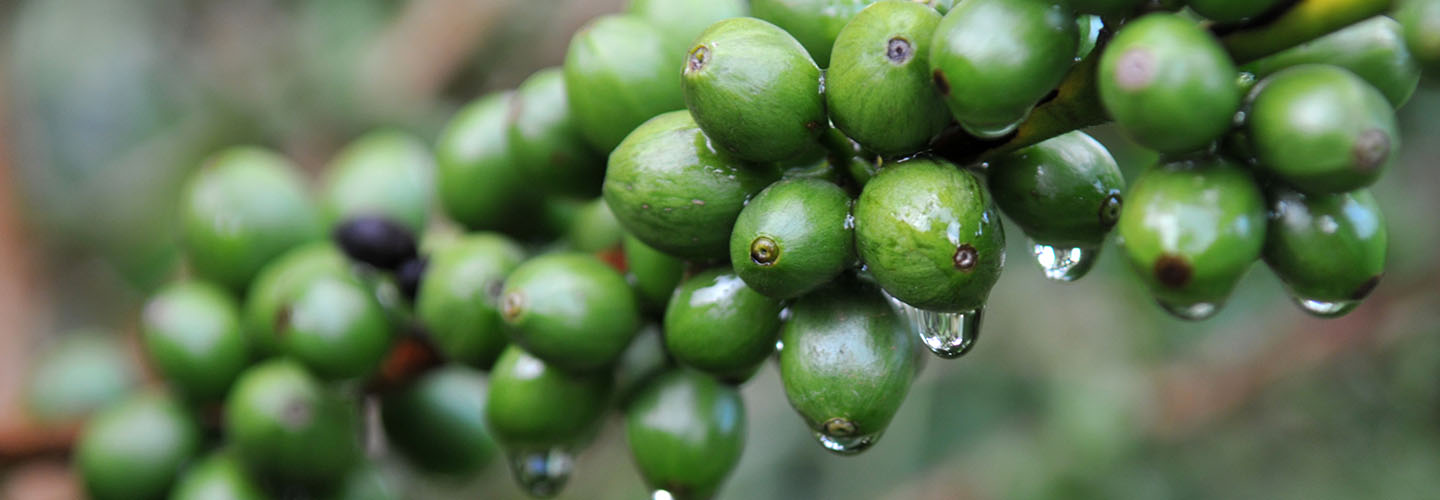 close up of green coffee beans on branch