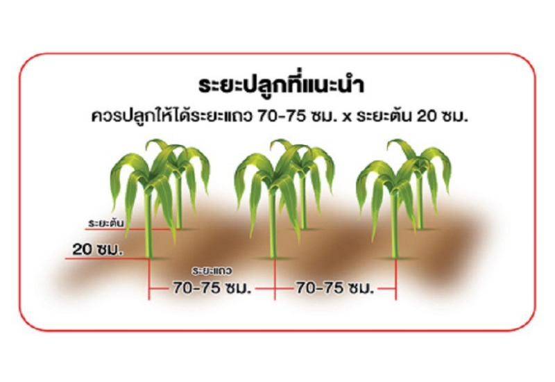 ระยะปลูกที่แนะนำ