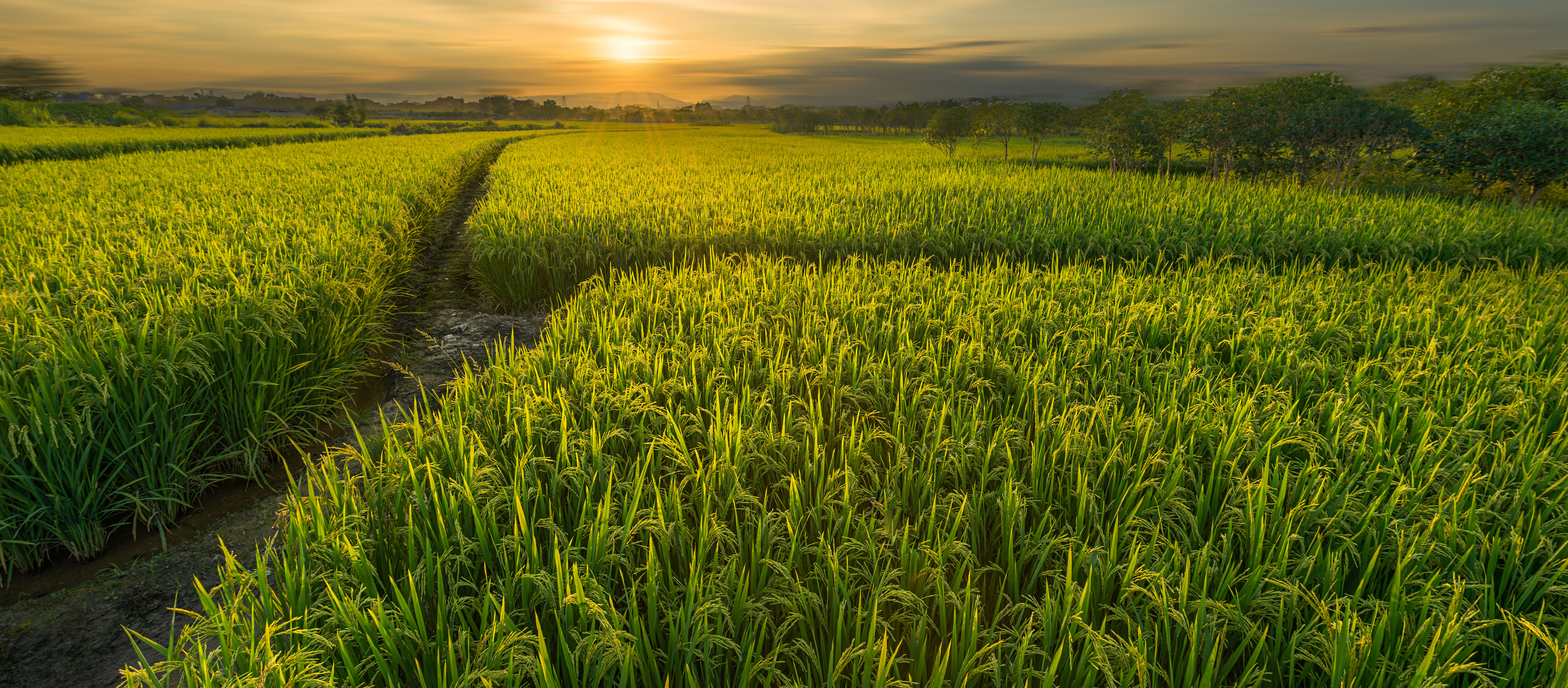 农地隆-水稻-背景.jpg