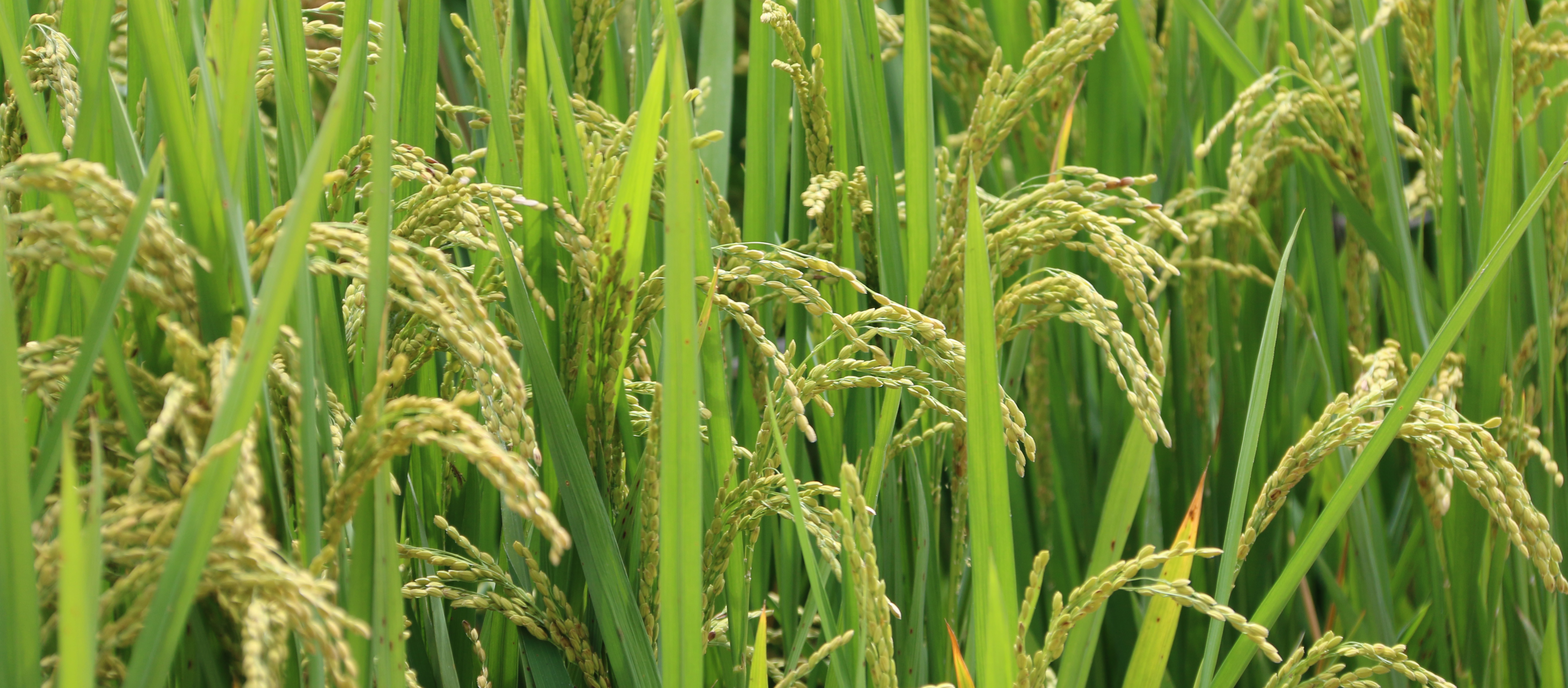 力多新-水稻-背景.jpg