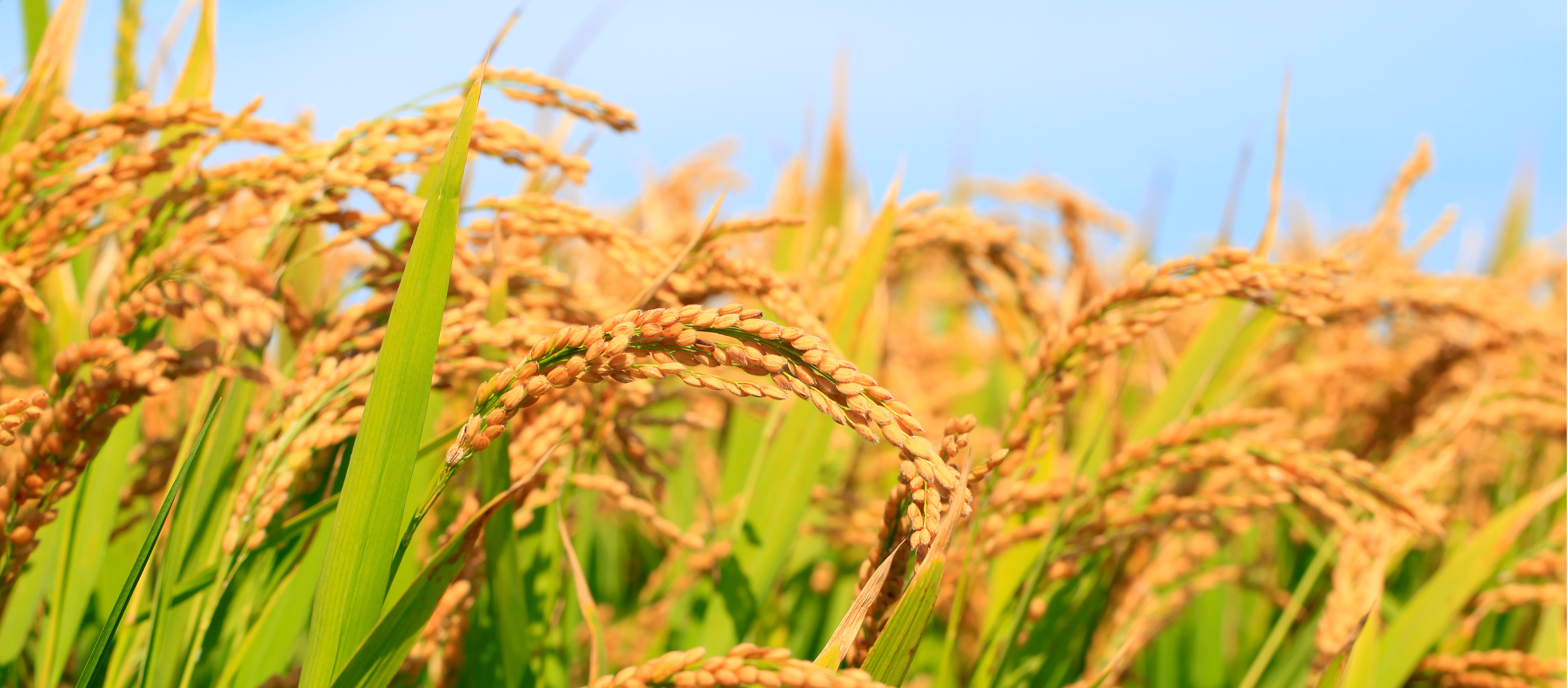 法砣-水稻-背景-202202.jpg