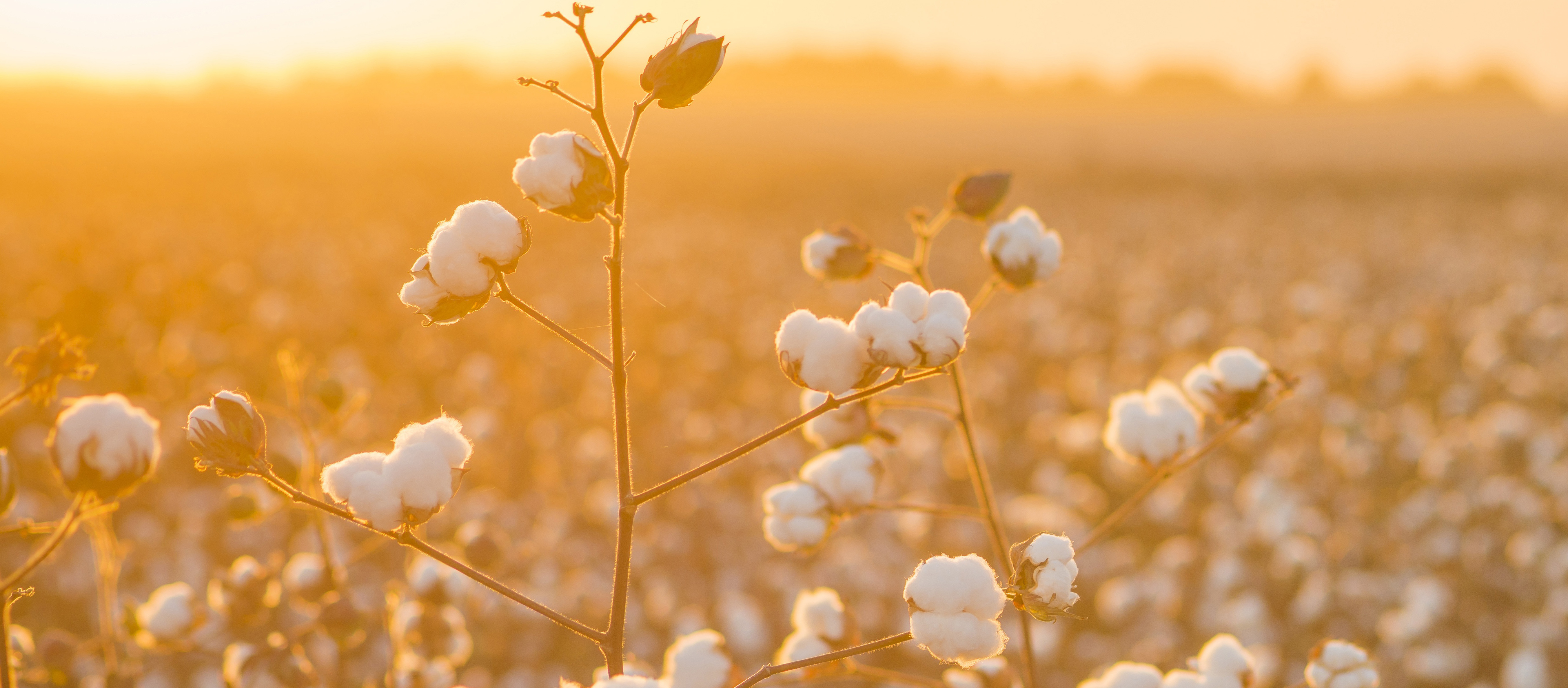 盖草能-棉花-背景-202203.jpg