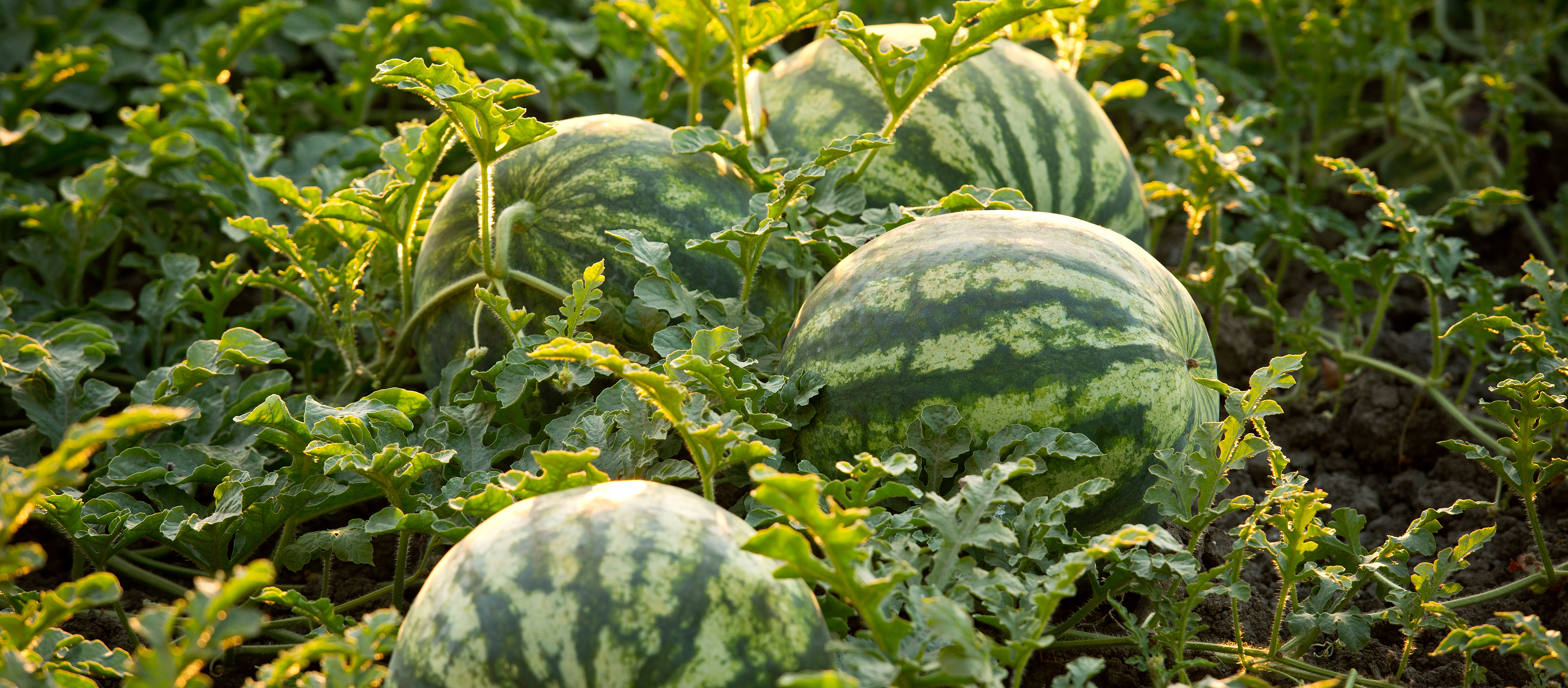 西瓜-背景-202201.jpg