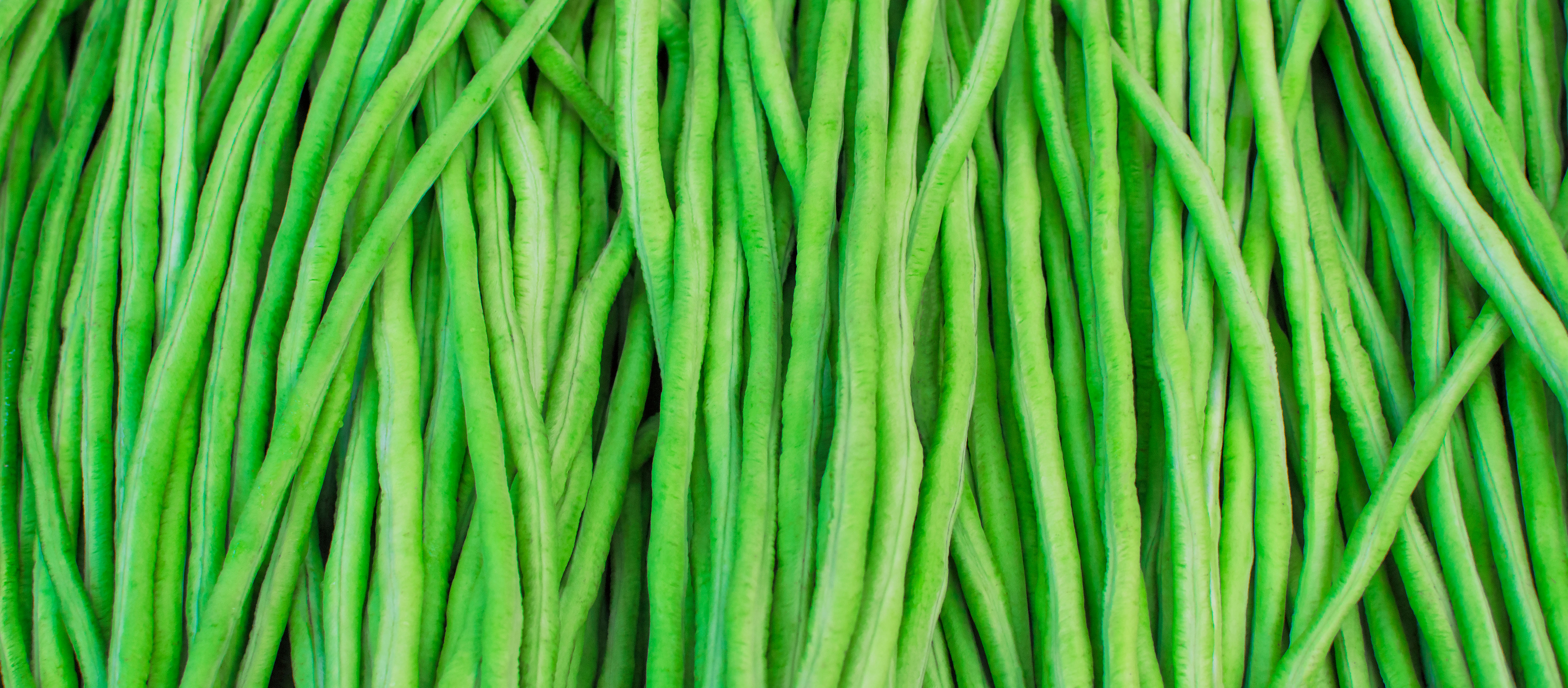 豇豆-背景-202201.jpg