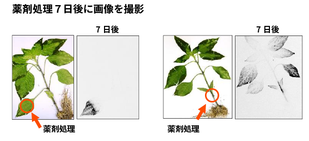 イソクラストの浸透移行性