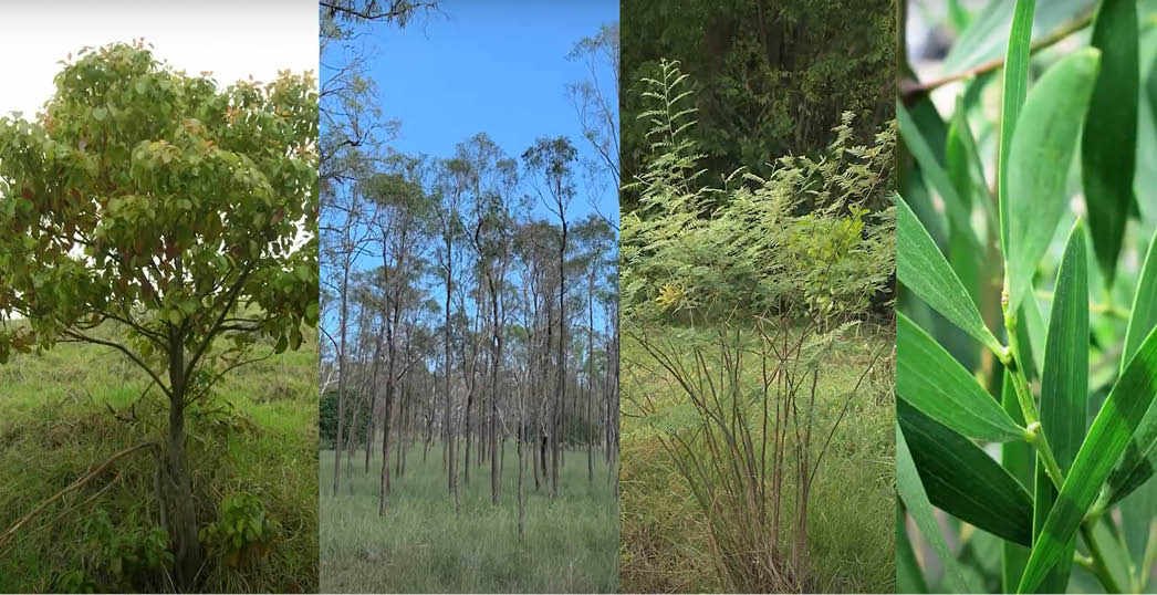 Application Technique - Introduction to weed control