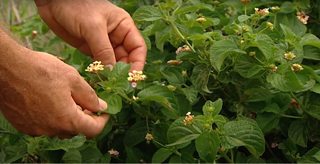 Why Control Woody Weeds - Identification