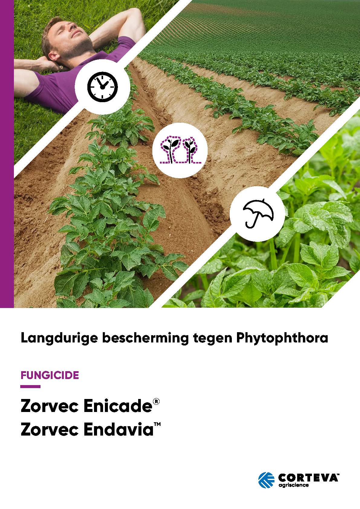 Langdurige bescherming tegen Phytophthora met Zorvec