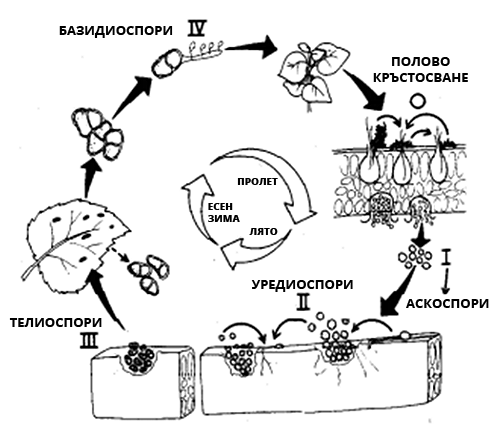 Черна ръжда, цикъл на развитие 