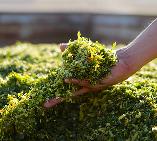 MyCorteva-Siliermittel-Shop