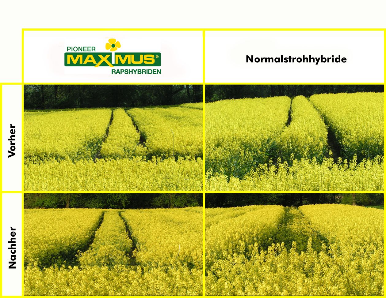 Raps Maximus kurz und standfest