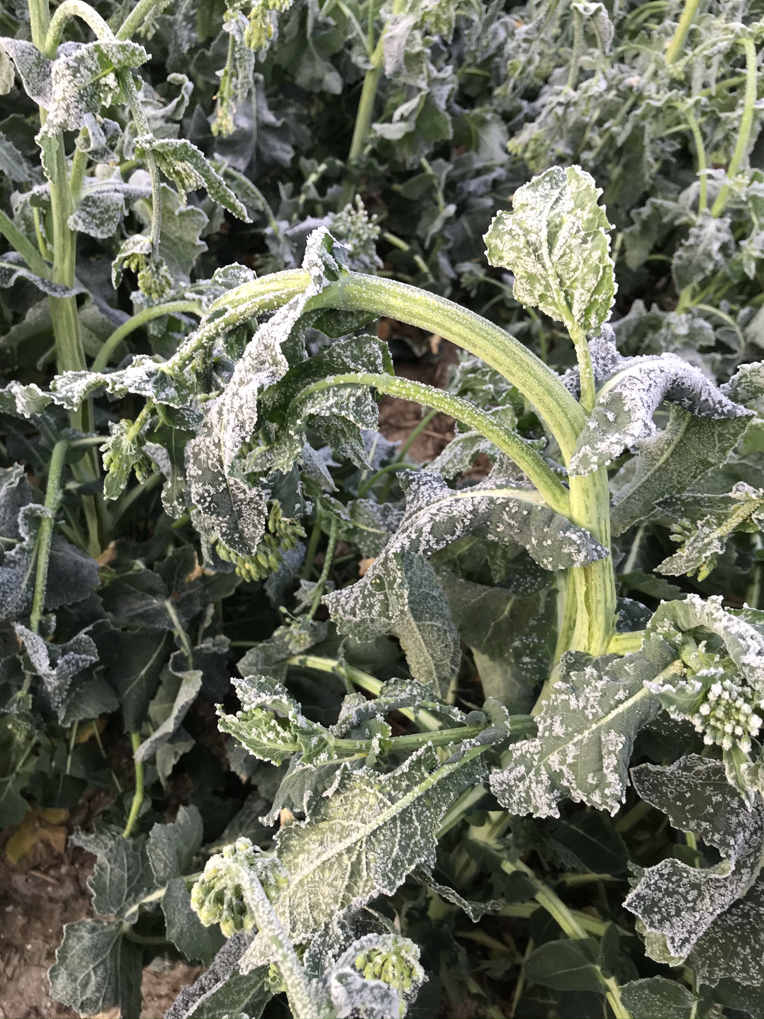 beste Gesundheit im Frühjahr