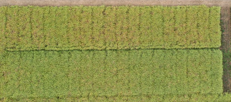 Protector Sklerotinia Hybride PT303