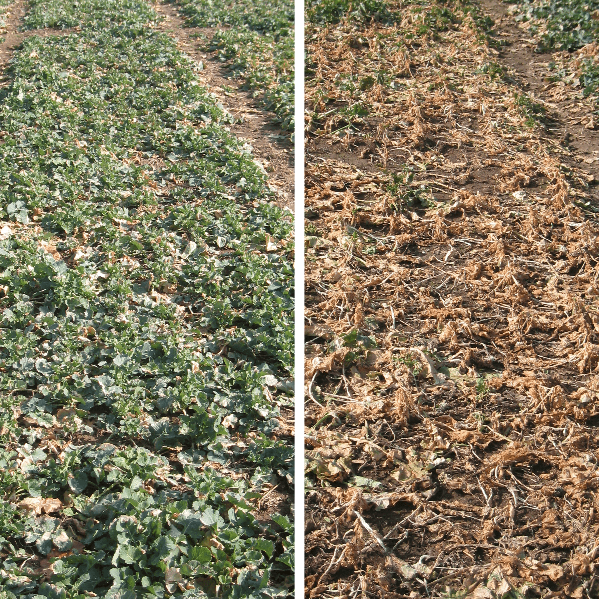 Maximus Vorteile winterhart