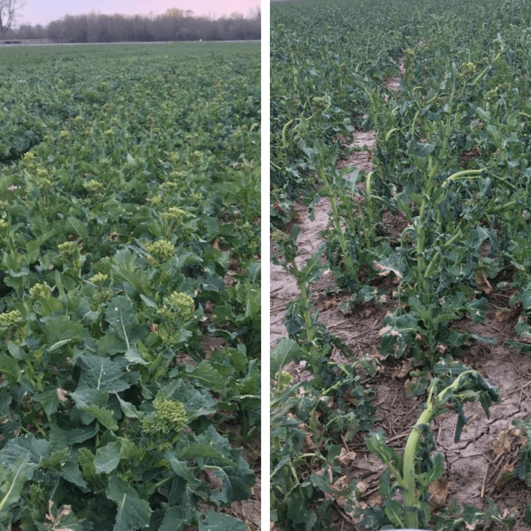 Raps Maximus Spätfrosttoleranz