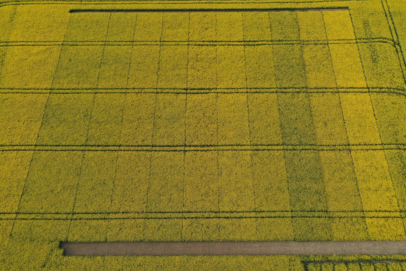 Raps PACTS Streifenversuche