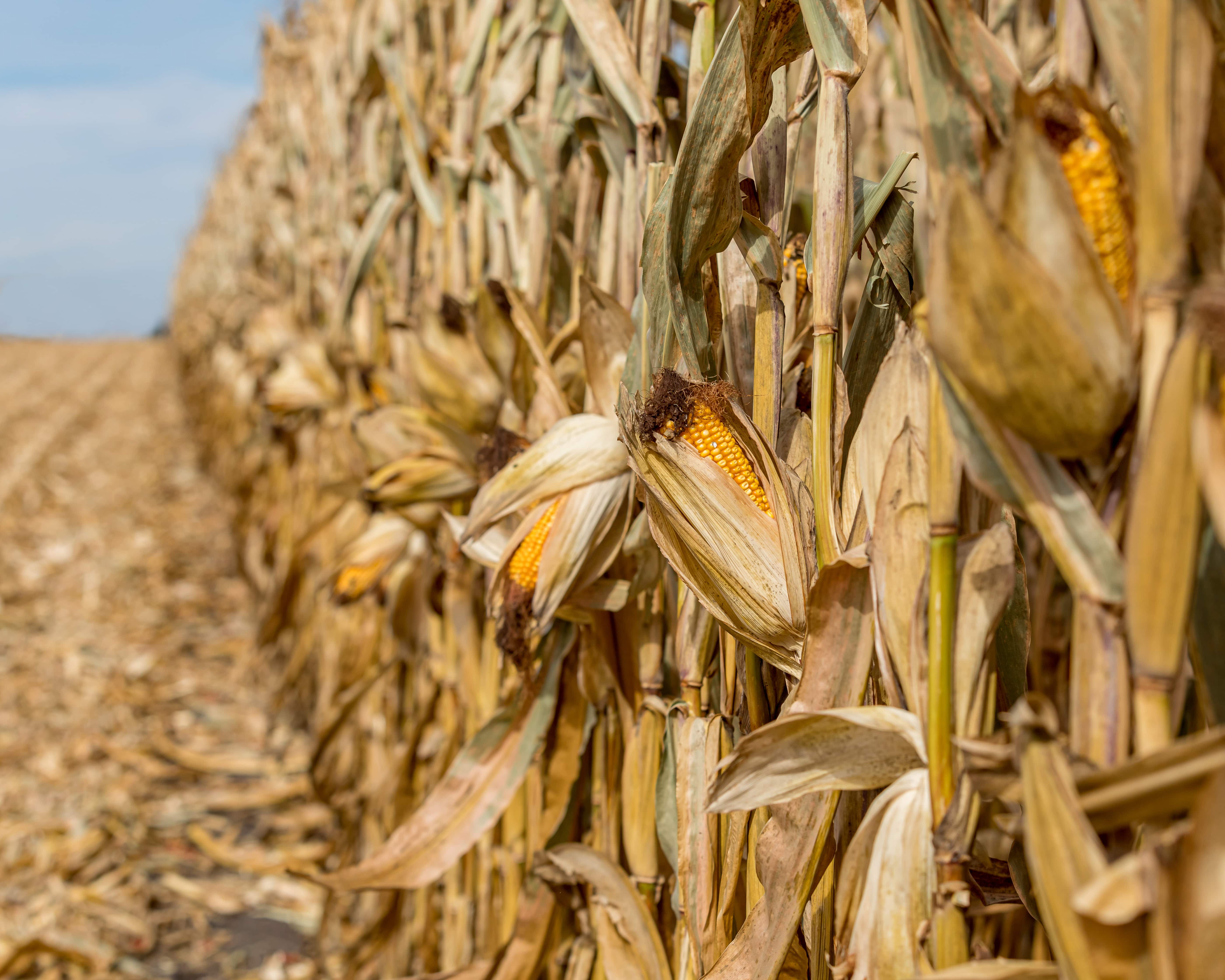 Körnermais Vorteile 