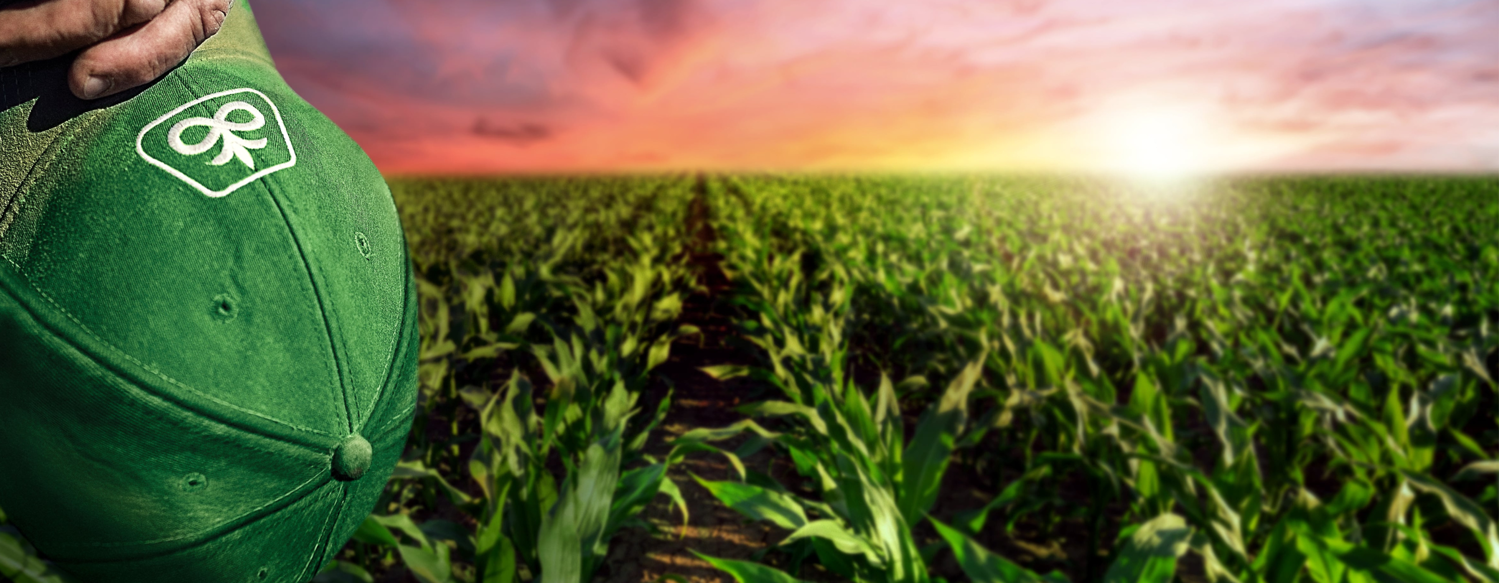 Pioneer Ökomaissorten