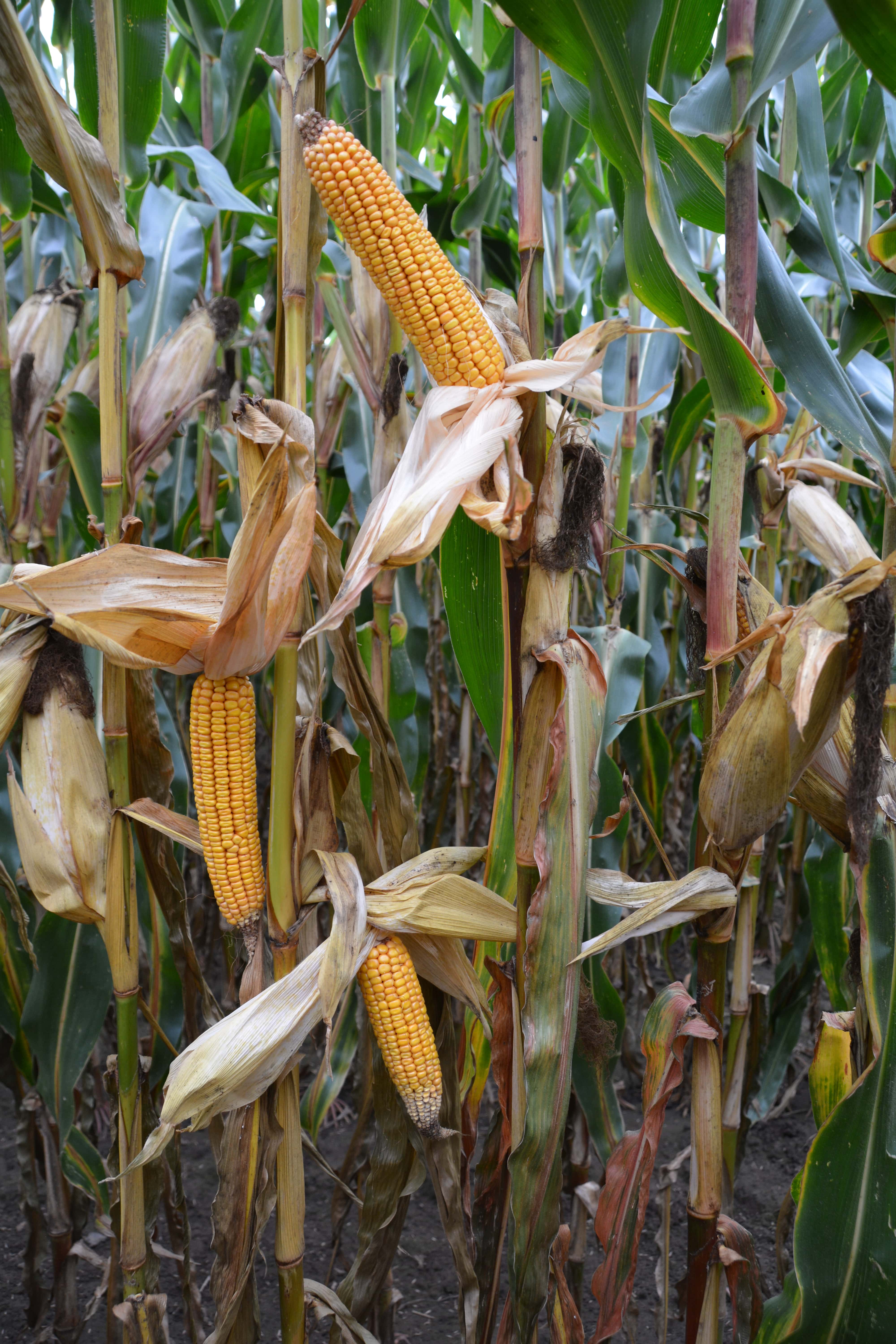 Sudden Death Maiskolben