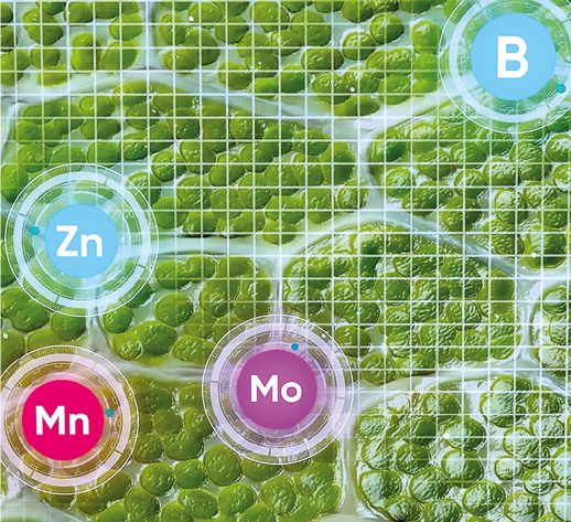 Kinsidro Grow Micronährstoffe