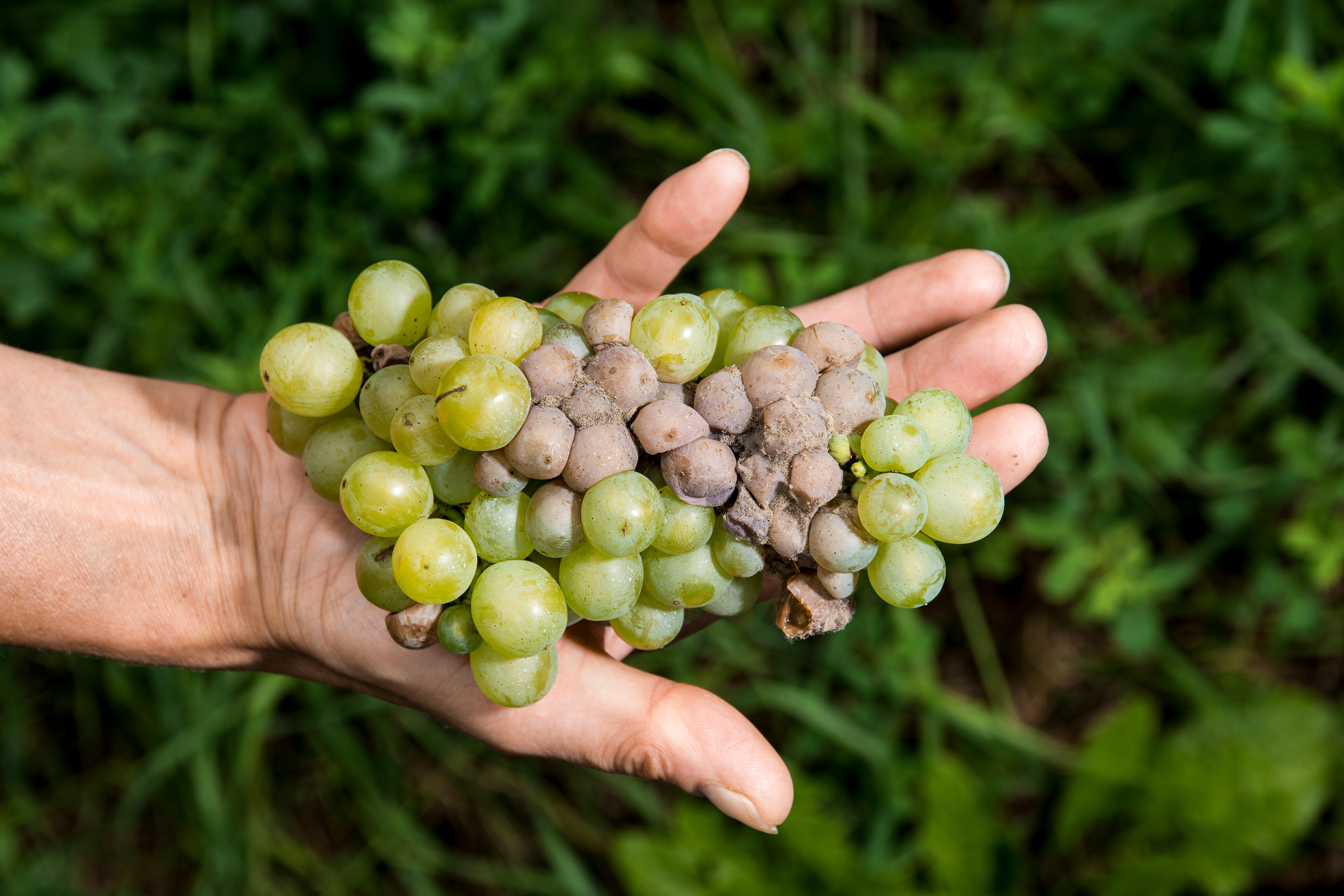 Botrytis