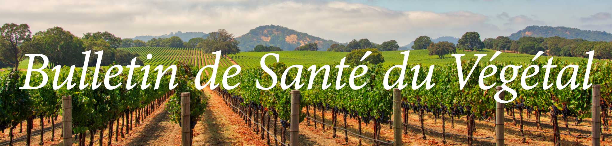 Bulletin de santé du végétal