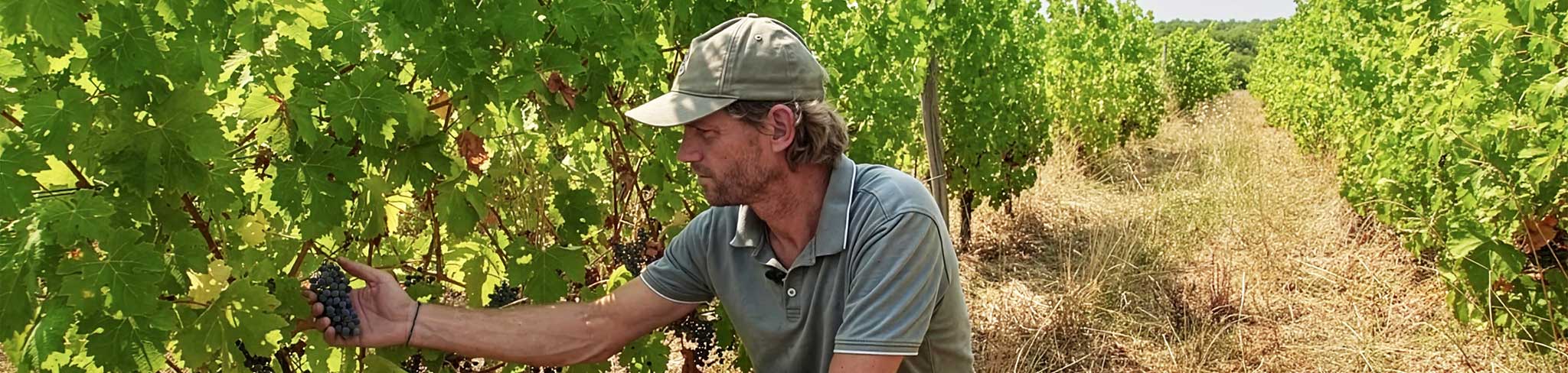 Surveillance de la vigne