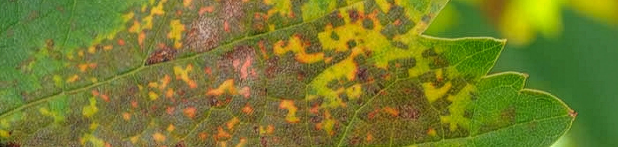 Mildiou mosaïque