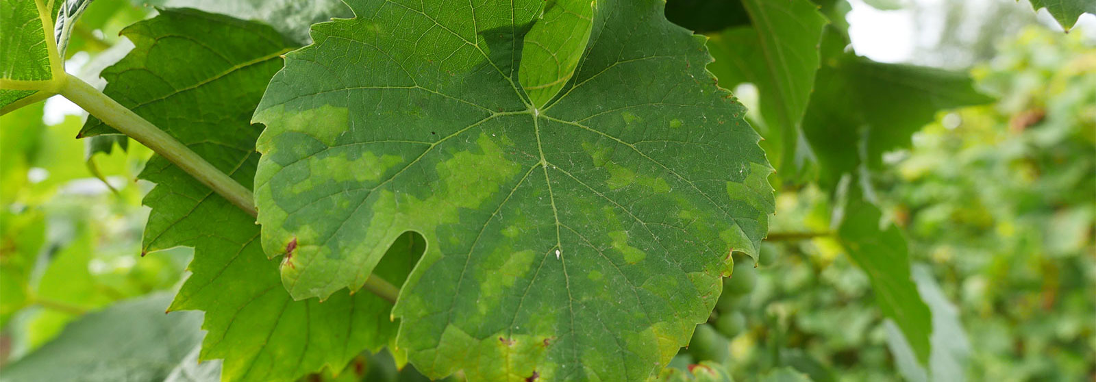 Oïdium de la vigne