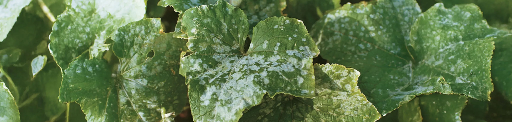 Oïdium sur les feuilles