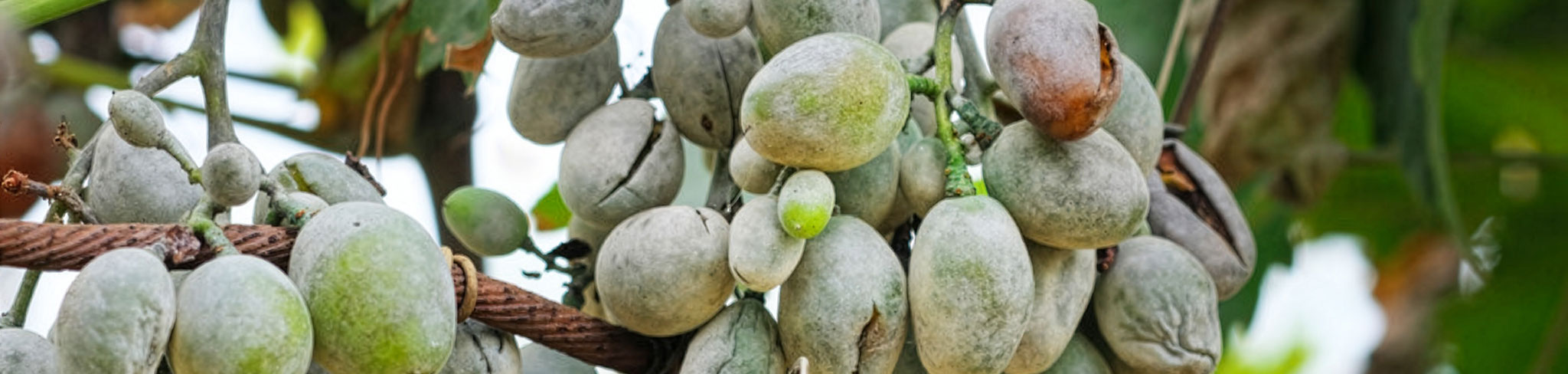 Oïdium sur les grappes