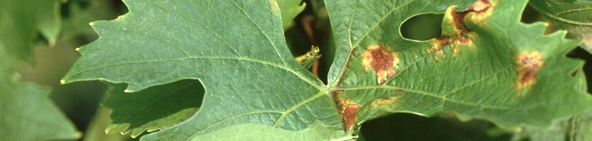 Plasmopora viticola