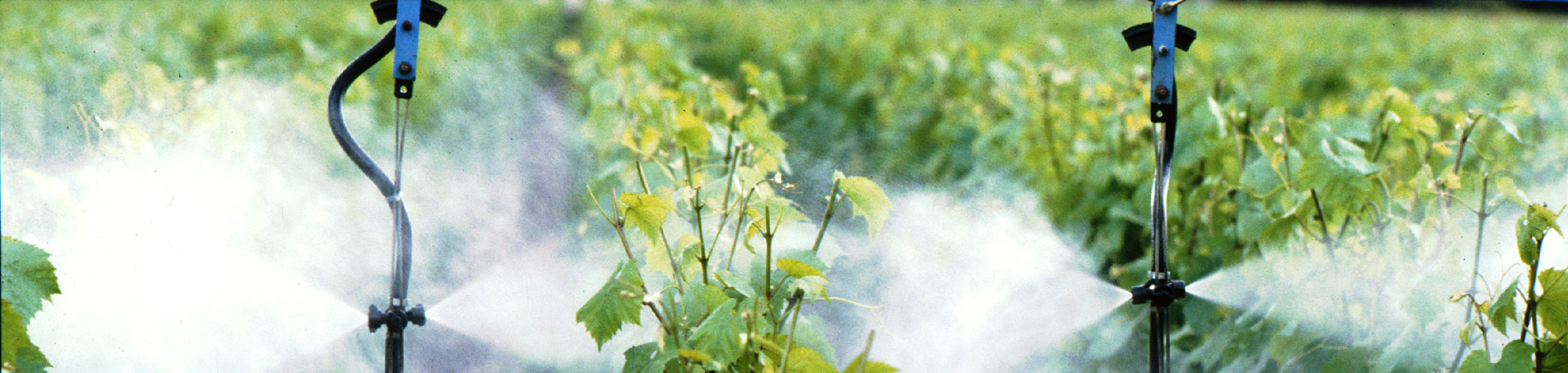 Pulverisation fongicide vigne