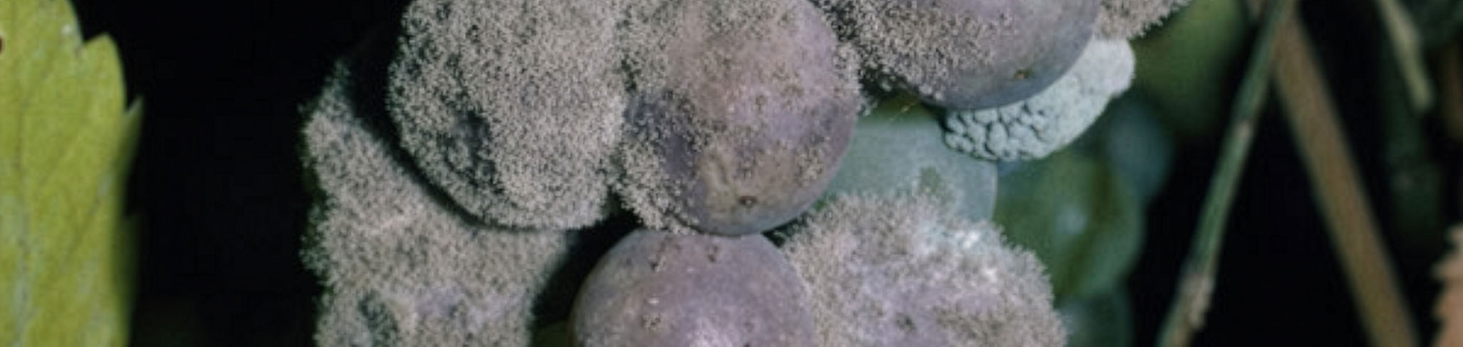 Rot gris