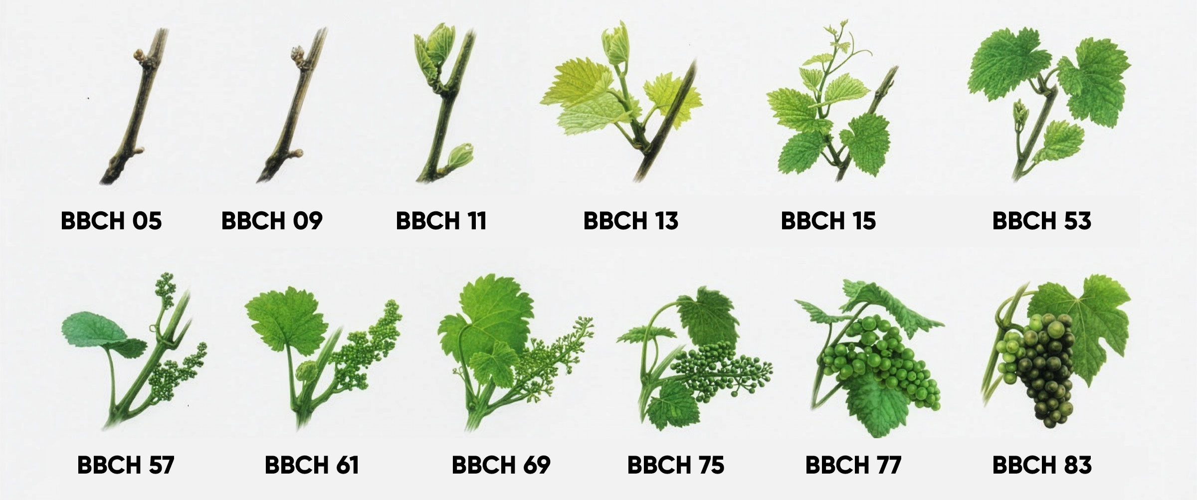 Stades BBCH vigne