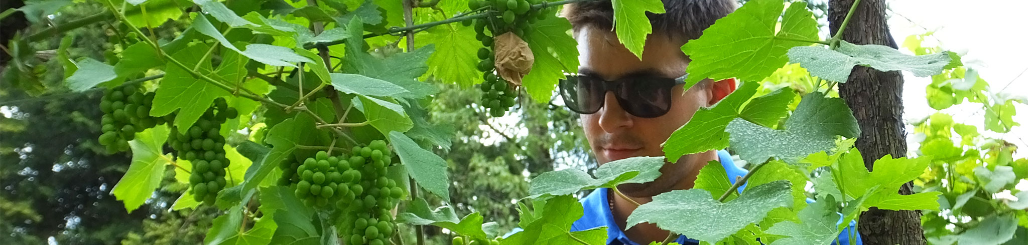 Surveillance régulière de la vigne