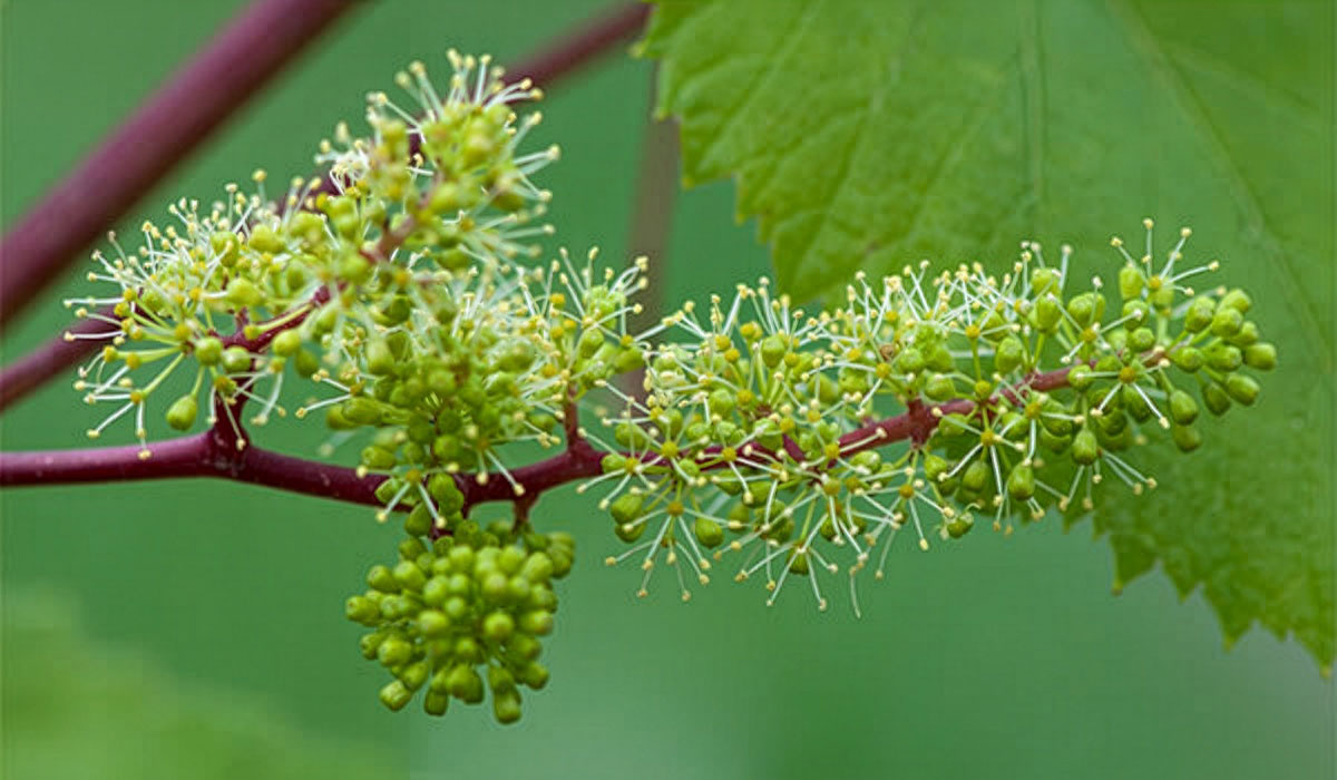 Traitement mildiou en période de floraison