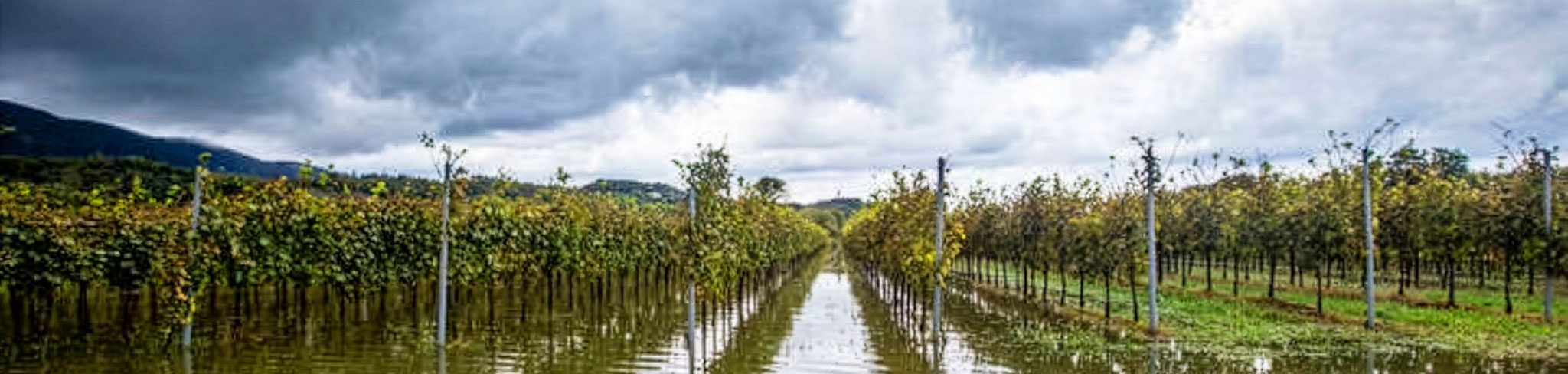 Vignoble inondé