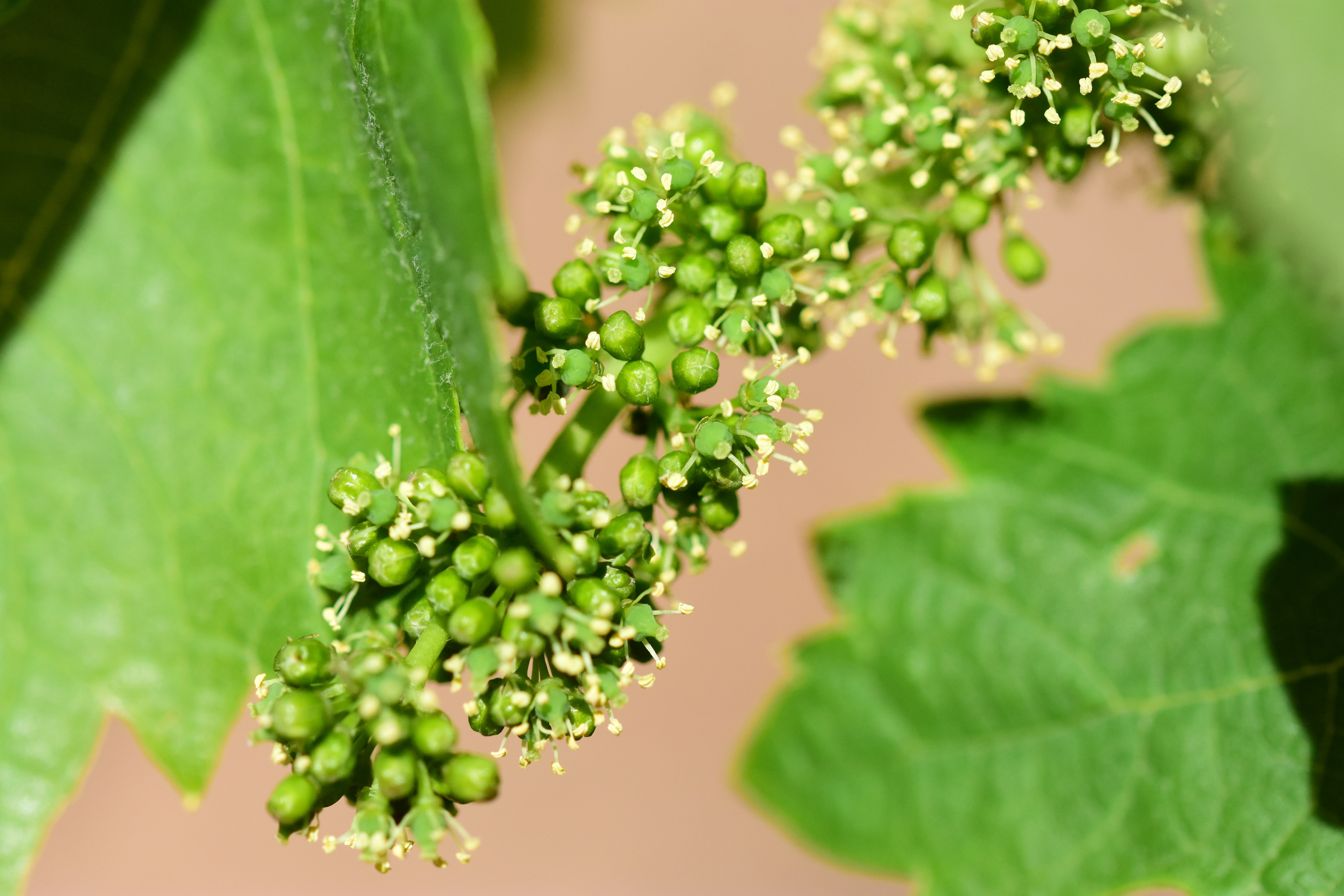 Mildiou sur vigne