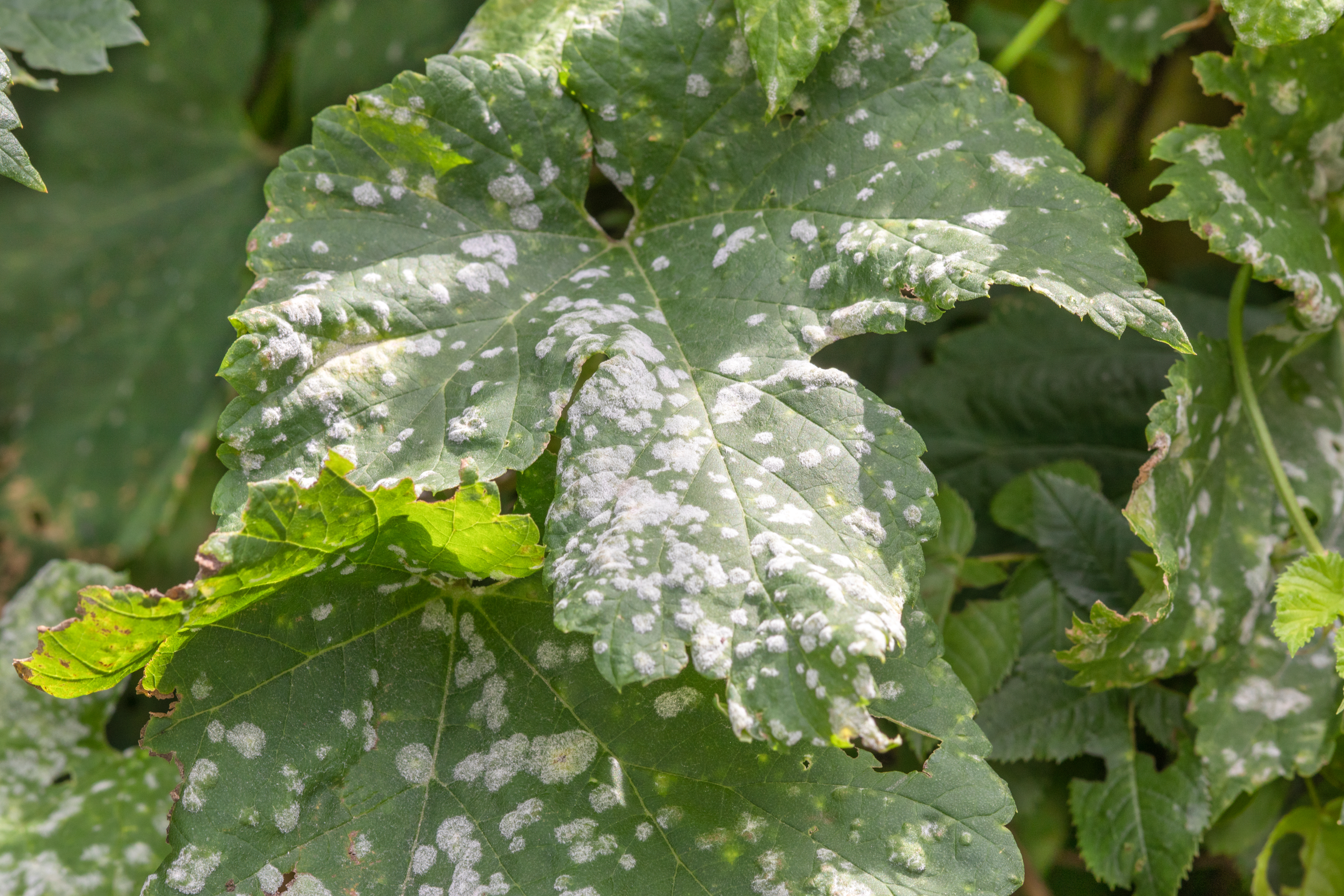 Oidium sur feuille de vigne