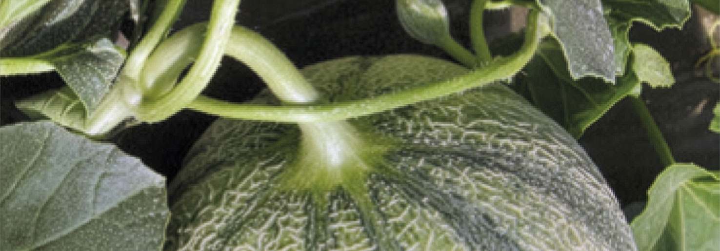 Melon