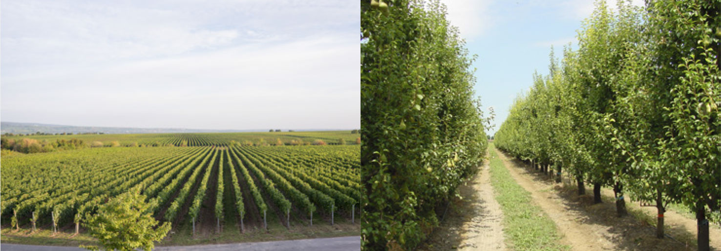 Vigne et vergers