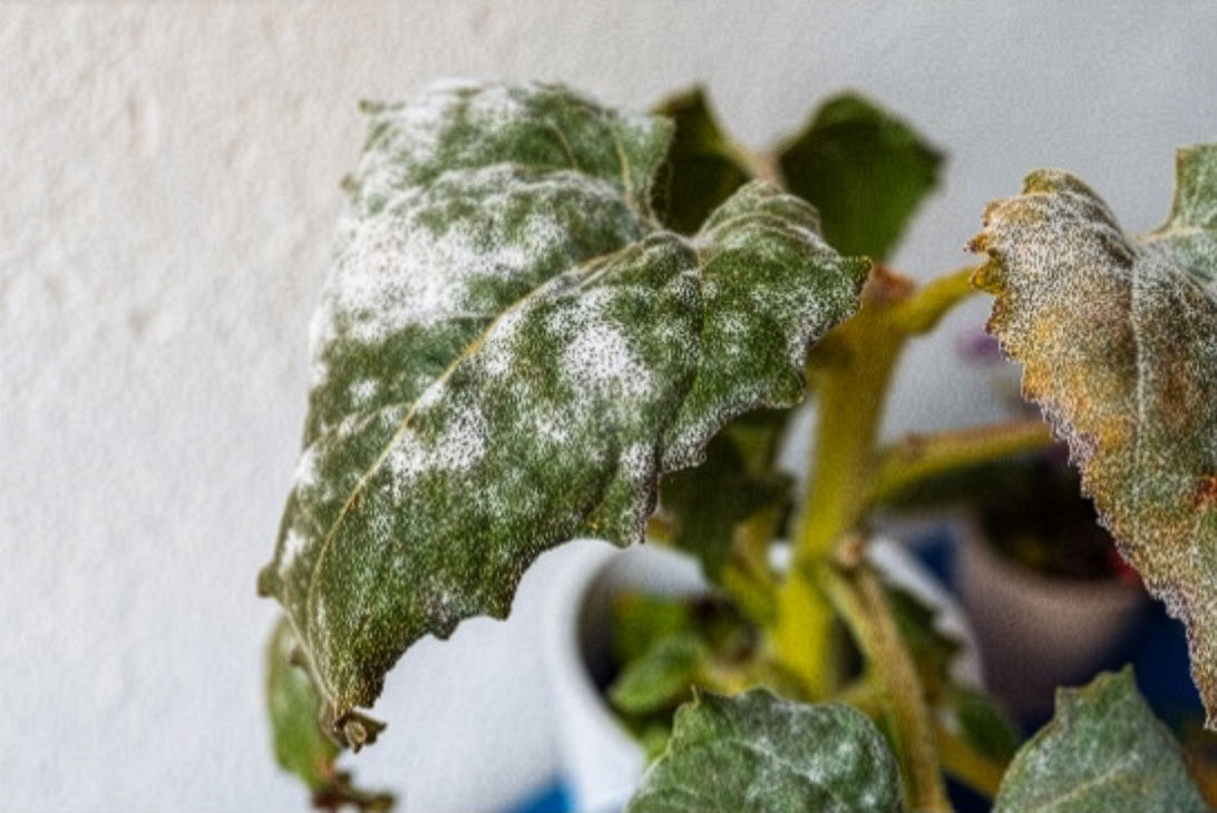 Mildiou sur feuille de tournesol