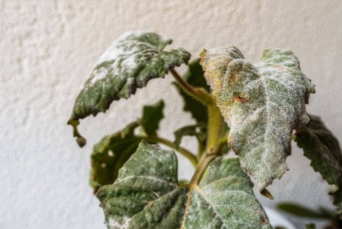Mildiou sur feuille de tournesol