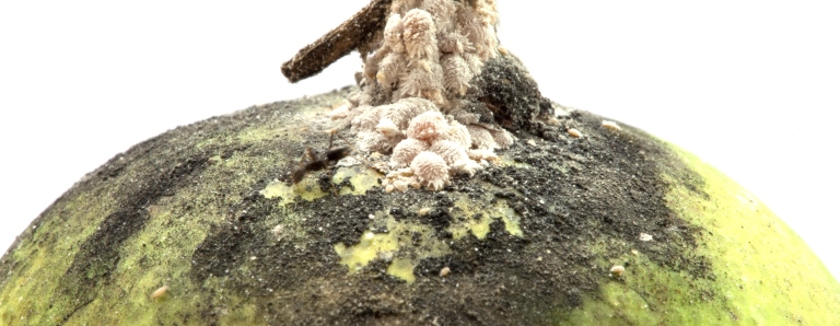 danno da Planococcus