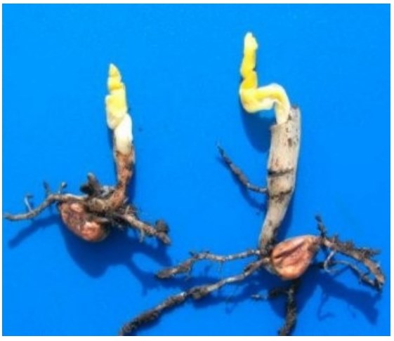 diagnosi dei danni da ritorno di freddo e ristagno su mais