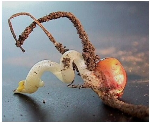 diagnosi dei danni da ritorno di freddo e ristagno su mais