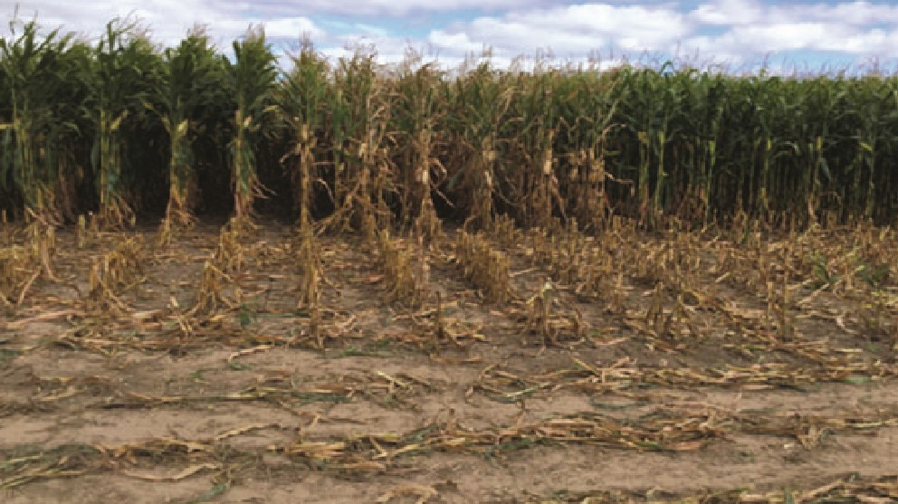 ibridi di mais sotto stress