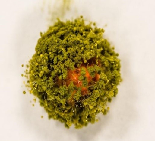 Granulo di AF-X1 2020 in sporulazione.