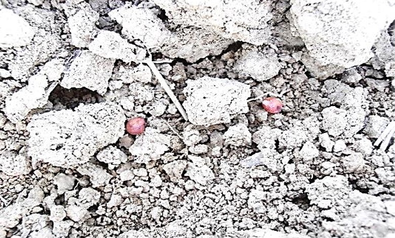 Granulo di sorgo di AF-X1 2020 distribuito sul terreno